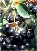 Aronia prunifolia - Apfelbeere "Nero"