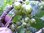 Ribes nigrum - Grünfrüchtige Johannisbeere