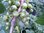 Ribes nigrum - Grünfrüchtige Johannisbeere