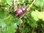 Ribes nidigrolaria - Jostabeere