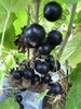 Ribes nigrum - Polnische Riesen-Johannisbeere