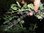 Ribes divaricatum - Russische Riesenbeere