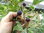 Ribes divaricatum - Schwarze Honigbeere