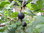 Ribes divaricatum - Schwarze Honigbeere