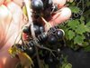 Ribes odoratum - Missouri-Johannisbeeren “Tschernij Altai“