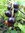 Ribes odoratum - Missouri-Johannisbeeren “Tschernij Altai“