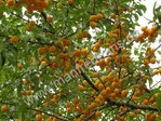 Prunus cerasifera - Türkische Pflaume