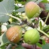 Ficus carica - Rumänische Bauernfeige