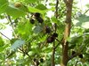 Morus nigra - Schwarze Maulbeere