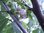 Morus alba - Weisse Maulbeere