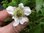 Rubus illecebrosus - Erdbeer-Himbeere