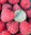 Rubus idaeus - Himbeere “Aroma Queen®“