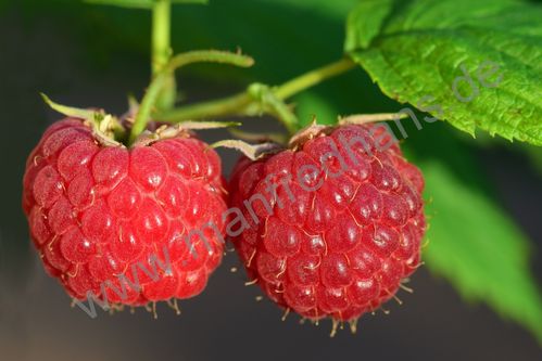 Rubus idaeus - Himbeere “Bulgarski Rubin“