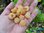 Rubus idaeus - Himbeere “Goldmarie“