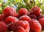 Rubus idaeus - Himbeere “Saxa Record“