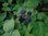 Rubus occidentalis - Himbeere “Schwarze aus Brünn“