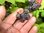 Rubus occidentalis - Himbeere “Schwarze aus Brünn“