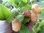 Rubus idaeus - Himbeere “Valentina“