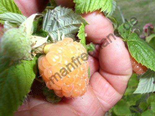 Rubus idaeus - Himbeere “Valentina“