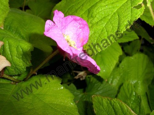 Rubus spectabilis - Lachshimbeere