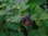 Rubus occidentale - Schwarze Himbeere