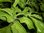 Mesembryanthemum crystallinum - Eisperlensalat