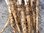 Tragopogon porrifolius - Haferwurzel