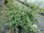 Brassica oleracea ssp. oleracea - Helgoländer Wildkohl