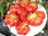 Solanum lycopersicum - Reisetomate