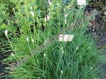 Allium ramosum - Schnittknoblauch