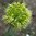 Allium obliquum - Scharfer Gelblauch