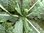 Brassica oleracea var. palmifolia - Russischer Palmkohl