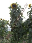 Helianthus annuus - Russische Wagenradsonnenblume