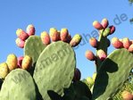 Opuntia ficus-indica - Kaktusfeige