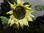 Helianthus annuus - Weiße Schnittsonnenblume ‚Moonshadow‘