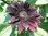 Helianthus annuus - Dunkelrote Schnittsonnenblume ‚Chianti‘