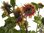 Helianthus annuus - Bunte Schnittsonnenblume ‚Ruby Eclipse‘