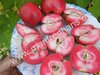 Malus - Apfel “Roter Mond“