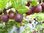 Ribes uva-crispa - Rote Zuckerstachelbeere aus Rumänien