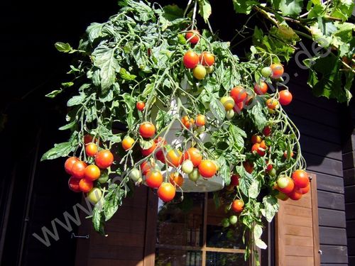 Solanum lycopersicum - Hängetomate