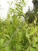 Atriplex hortensis - Grüne Gartenmelde