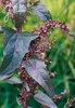 Atriplex hortensis  - Rote Gartenmelde "Rubra"