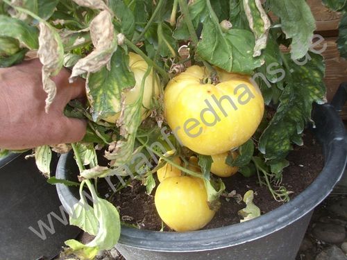 Solanum lycopersicum - Weiße Fleischtomate vom Balkan