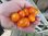 Solanum lycopersicum - Tomate "Gelbes Hörnchen aus Polen"