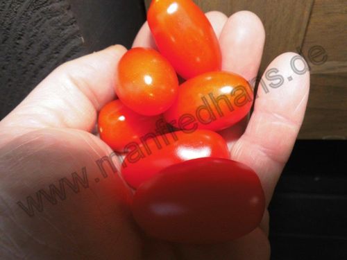 Solanum lycopersicum - Tomate "Rotes Hörnchen aus Polen"