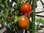 Solanum lycopersicum - Baumtomate "Himmelsstürmer"