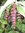 Leycesteria formosa - Karamellbeere