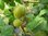 Ribes uva-crispa - Gelbe Zuckerstachelbeere