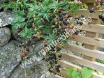 Rubus fruticosus - Farnblättrige Brombeere "Oregon Thornless"