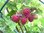 Rubus idaeus - Himbeere "Glen Ample" (S)